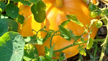 🌱 Et si on prenait le temps d’apprendre à multiplier les plantes de son jardin ?** Je suis heureux d (...)