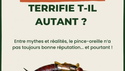 C'est l’une des petites bêtes les plus mal-aimées de nos ateliers nature... 🦂  Et pour cause, le 