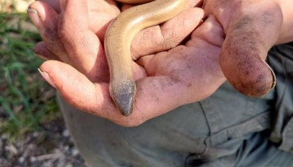 Une magnifique rencontre ce matin pendant l' atelier au Jardin du Couarail de la renarde !!