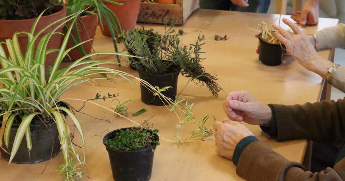 Atelier toucher végétal - Accueil - des racines et des liens