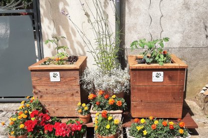 Un bac de plantation pour tomates, basilic et œillets d'Inde