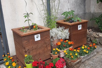 Un bac de plantation pour tomates, basilic et œillets d'Inde