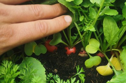 Aménagement de jardin comestible Nancy