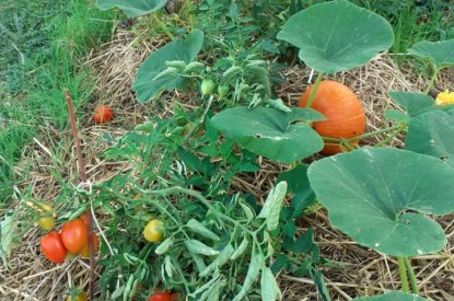 Création d'un jardin collectif sur le quartier d'Haussonville