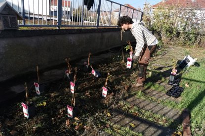 Les plantations d'automne