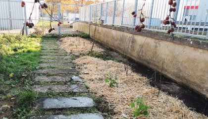 Les plantations d'automne